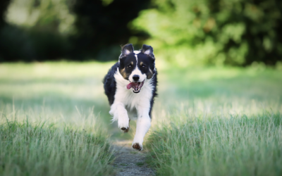 Divagation des chiens