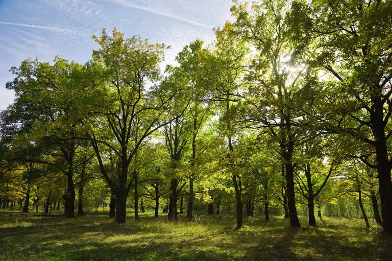 8000 arbres pour l’Hérault