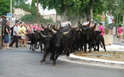 📢 Comprendre les coups de sirène durant la fête